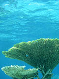 バラス沖のサンゴ