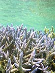 上地島の珊瑚