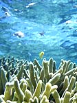 下地島の珊瑚