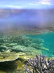 パナリ沖の珊瑚