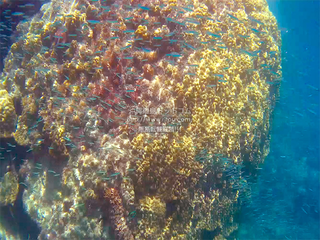 黄色い珊瑚と小魚の大群