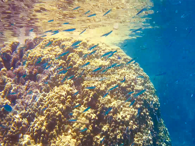 黄色い珊瑚と小魚の大群