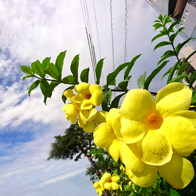 雨の間隙を縫ってアラマンダ もちろん 花 のお話ｗ 沖縄離島ブログ