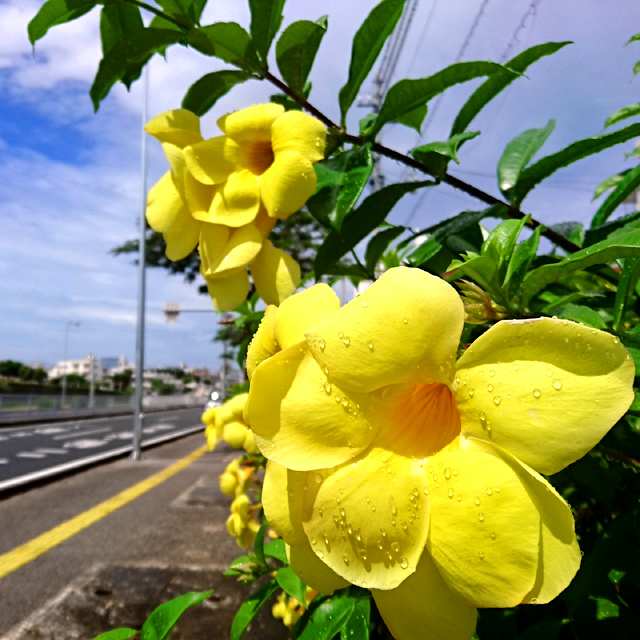 雨の間隙を縫ってアラマンダ もちろん 花 のお話ｗ 沖縄離島ブログ