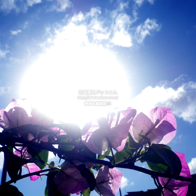 ꗣhbgR̃u[QrA/u[QrA̎ʐ^