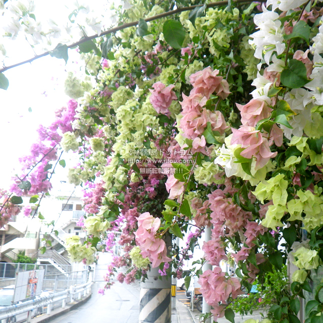 ���ꗣ���h�b�g�R���̃u�[�Q���r���A/�u�[�Q���r���A�̎ʐ^