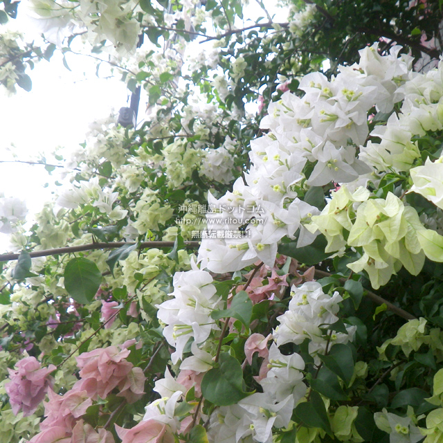 ���ꗣ���h�b�g�R���̃u�[�Q���r���A/�u�[�Q���r���A�̎ʐ^