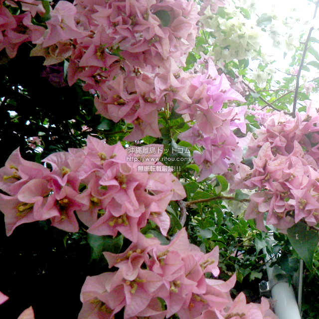 ���ꗣ���h�b�g�R���̃u�[�Q���r���A/�u�[�Q���r���A�̎ʐ^