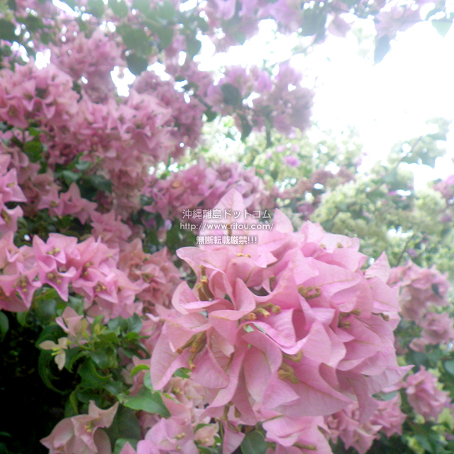 ���ꗣ���h�b�g�R���̃u�[�Q���r���A/�u�[�Q���r���A�̎ʐ^