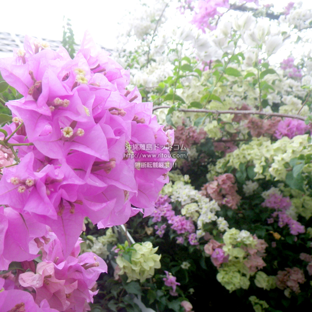 ���ꗣ���h�b�g�R���̃u�[�Q���r���A/�u�[�Q���r���A�̎ʐ^