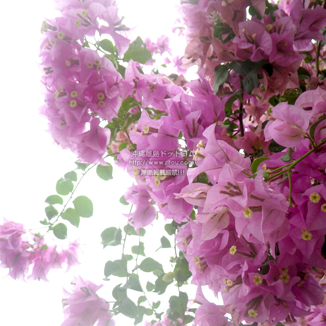 ���ꗣ���h�b�g�R���̃u�[�Q���r���A/�u�[�Q���r���A�̎ʐ^