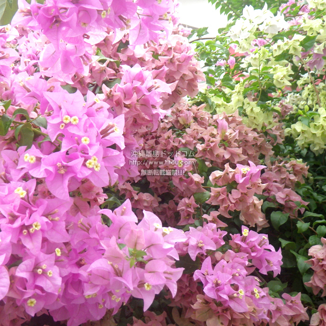 ���ꗣ���h�b�g�R���̃u�[�Q���r���A/�u�[�Q���r���A�̎ʐ^