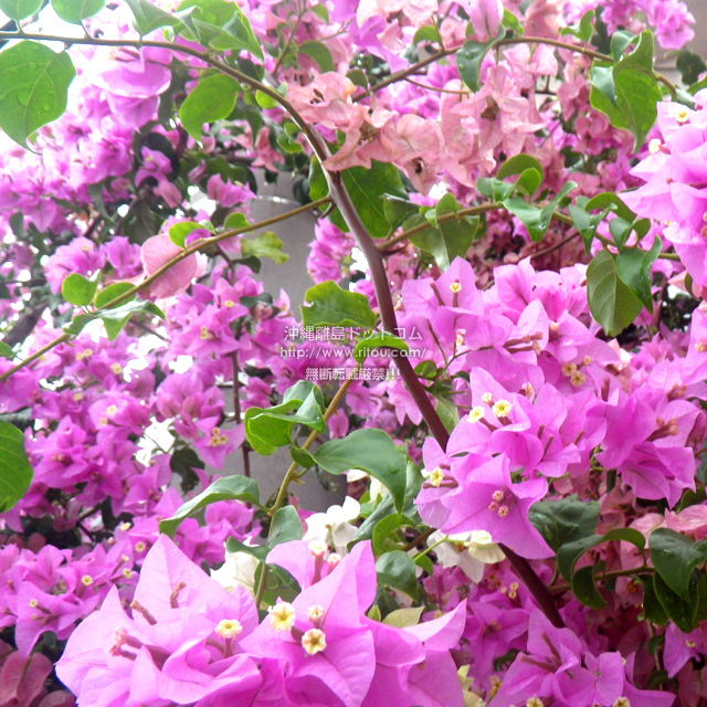 ���ꗣ���h�b�g�R���̃u�[�Q���r���A/�u�[�Q���r���A�̎ʐ^