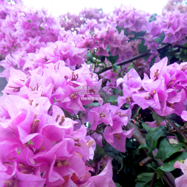 ���ꗣ���h�b�g�R���̃u�[�Q���r���A/�u�[�Q���r���A�̎ʐ^