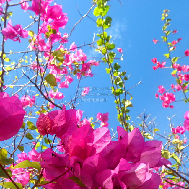 ���ꗣ���h�b�g�R���̃u�[�Q���r���A/�u�[�Q���r���A�̎ʐ^