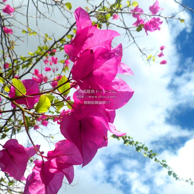 ���ꗣ���h�b�g�R���̃u�[�Q���r���A/�u�[�Q���r���A�̎ʐ^