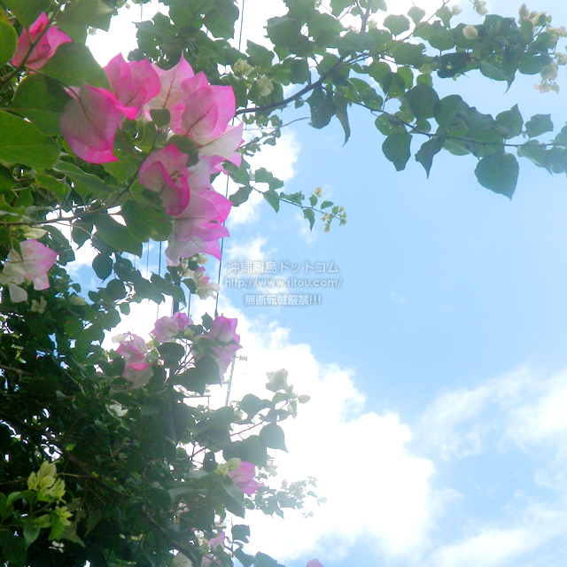 ���ꗣ���h�b�g�R���̃u�[�Q���r���A/�u�[�Q���r���A�̎ʐ^