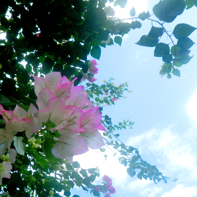 ���ꗣ���h�b�g�R���̃u�[�Q���r���A/�u�[�Q���r���A�̎ʐ^