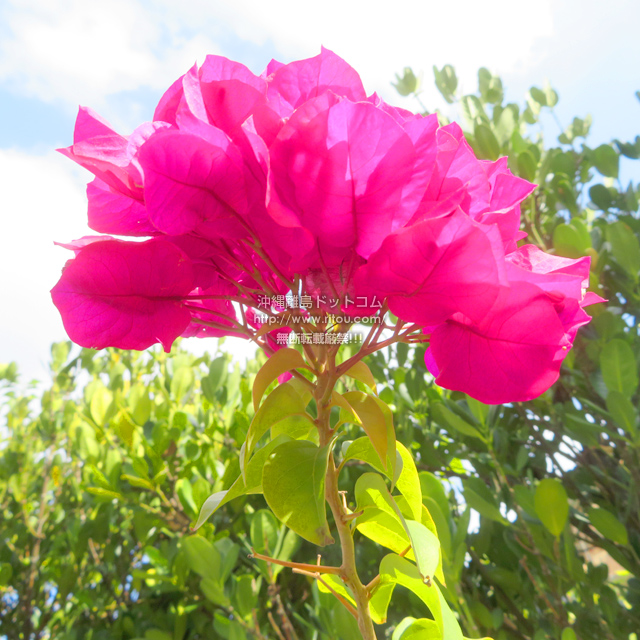 ���ꗣ���h�b�g�R���̃u�[�Q���r���A/�u�[�Q���r���A�̎ʐ^