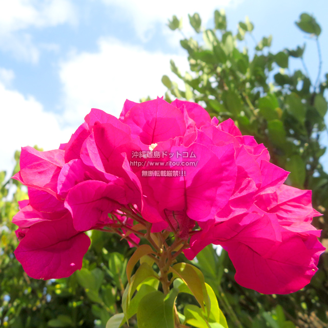 ���ꗣ���h�b�g�R���̃u�[�Q���r���A/�u�[�Q���r���A�̎ʐ^