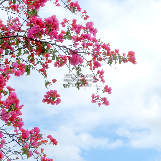 ���ꗣ���h�b�g�R���̃u�[�Q���r���A/�u�[�Q���r���A�̎ʐ^