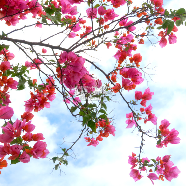 ���ꗣ���h�b�g�R���̃u�[�Q���r���A/�u�[�Q���r���A�̎ʐ^