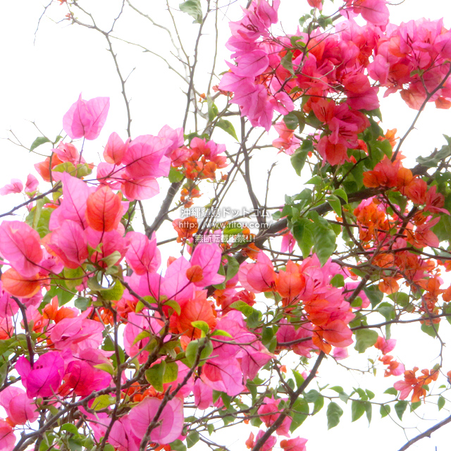 ���ꗣ���h�b�g�R���̃u�[�Q���r���A/�u�[�Q���r���A�̎ʐ^