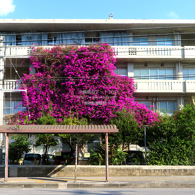 ���ꗣ���h�b�g�R���̃u�[�Q���r���A/�u�[�Q���r���A�̎ʐ^