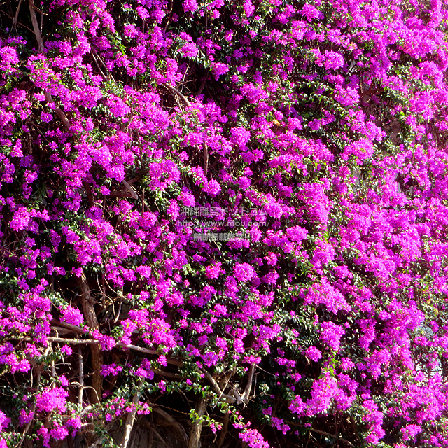 ���ꗣ���h�b�g�R���̃u�[�Q���r���A/�u�[�Q���r���A�̎ʐ^