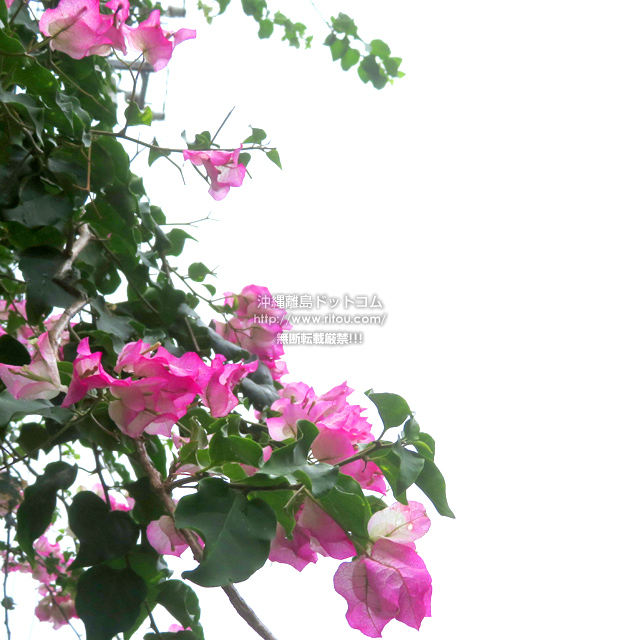 ���ꗣ���h�b�g�R���̃u�[�Q���r���A/�u�[�Q���r���A�̎ʐ^