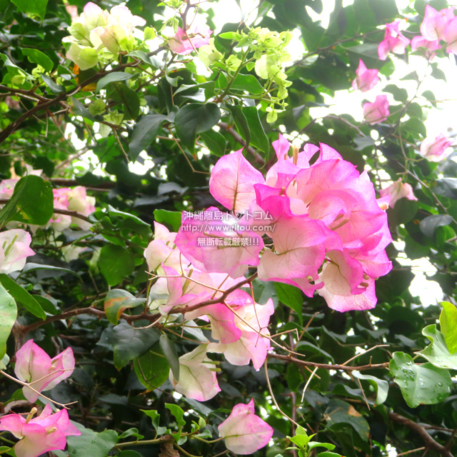 ���ꗣ���h�b�g�R���̃u�[�Q���r���A/�u�[�Q���r���A�̎ʐ^