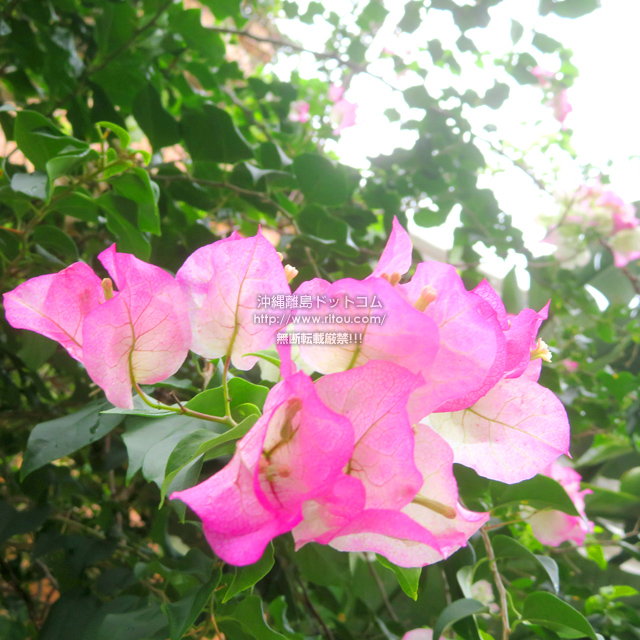 ���ꗣ���h�b�g�R���̃u�[�Q���r���A/�u�[�Q���r���A�̎ʐ^