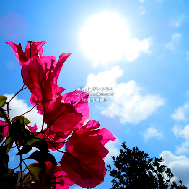 ���ꗣ���h�b�g�R���̃u�[�Q���r���A/�u�[�Q���r���A�̎ʐ^