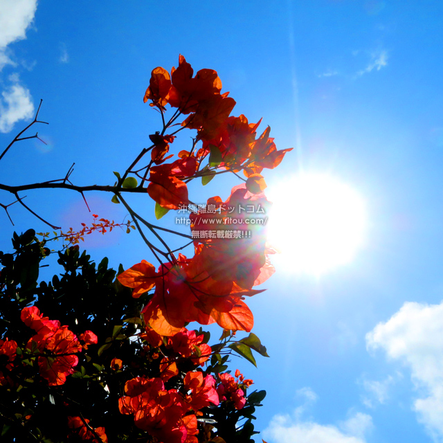 ���ꗣ���h�b�g�R���̃u�[�Q���r���A/�u�[�Q���r���A�̎ʐ^