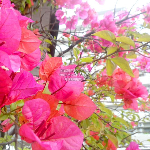 ���ꗣ���h�b�g�R���̃u�[�Q���r���A/�u�[�Q���r���A�̎ʐ^