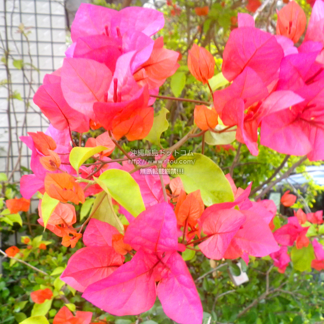 ���ꗣ���h�b�g�R���̃u�[�Q���r���A/�u�[�Q���r���A�̎ʐ^