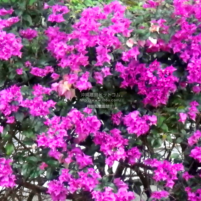 ���ꗣ���h�b�g�R���̃u�[�Q���r���A/�u�[�Q���r���A�̎ʐ^