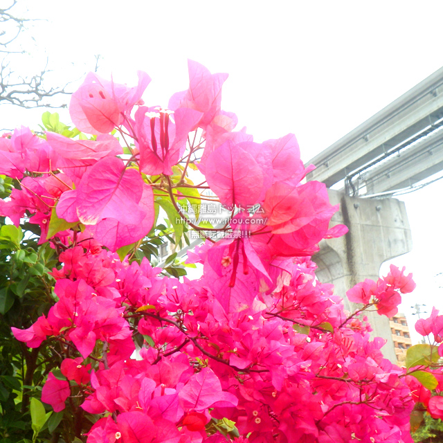 ���ꗣ���h�b�g�R���̃u�[�Q���r���A/�u�[�Q���r���A�̎ʐ^