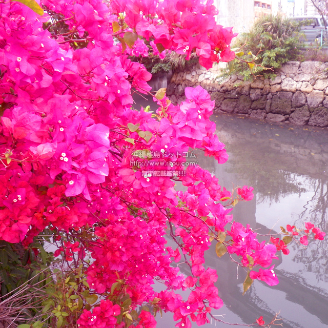 ���ꗣ���h�b�g�R���̃u�[�Q���r���A/�u�[�Q���r���A�̎ʐ^