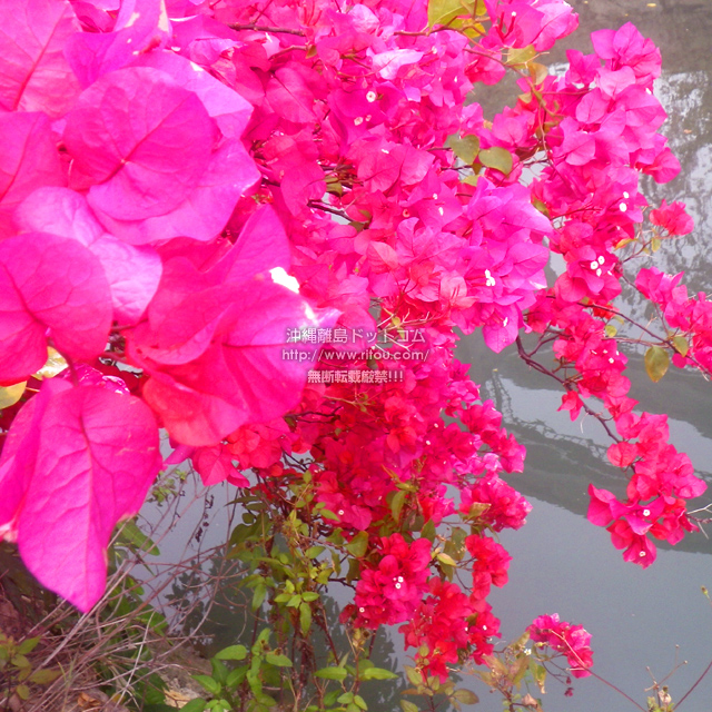 ���ꗣ���h�b�g�R���̃u�[�Q���r���A/�u�[�Q���r���A�̎ʐ^