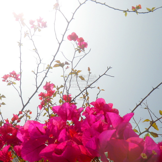 ���ꗣ���h�b�g�R���̃u�[�Q���r���A/�u�[�Q���r���A�̎ʐ^