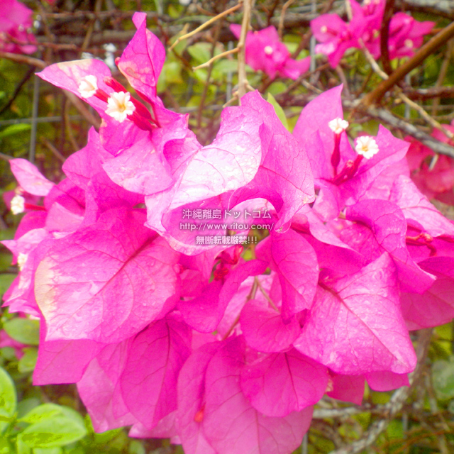 ���ꗣ���h�b�g�R���̃u�[�Q���r���A/�u�[�Q���r���A�̎ʐ^