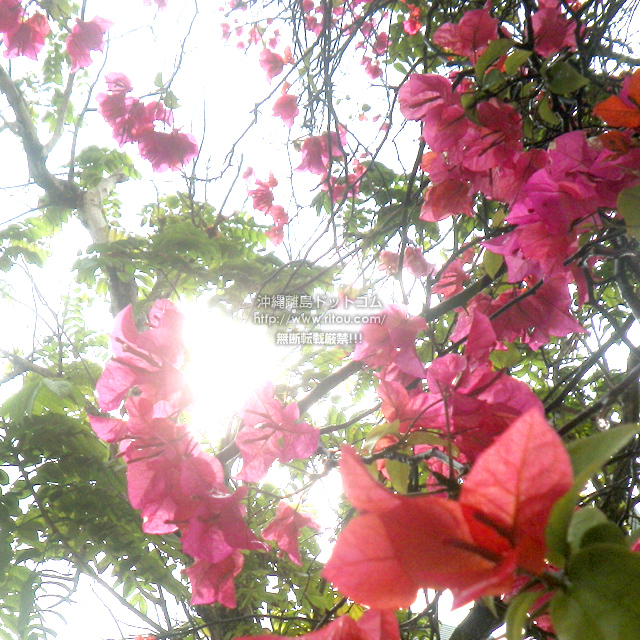 ���ꗣ���h�b�g�R���̃u�[�Q���r���A/�u�[�Q���r���A�̎ʐ^