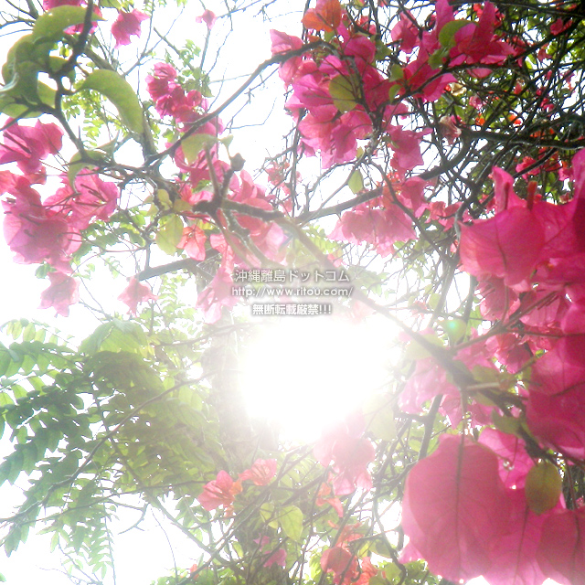 ���ꗣ���h�b�g�R���̃u�[�Q���r���A/�u�[�Q���r���A�̎ʐ^