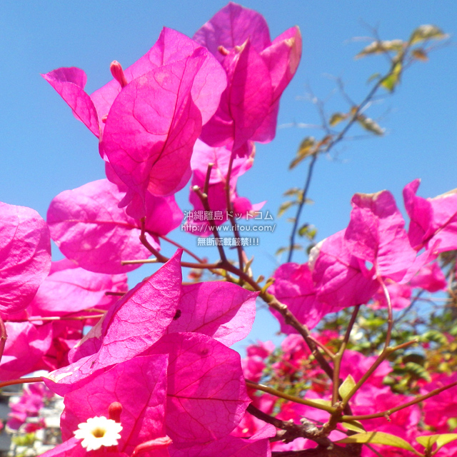 ���ꗣ���h�b�g�R���̃u�[�Q���r���A/�u�[�Q���r���A�̎ʐ^