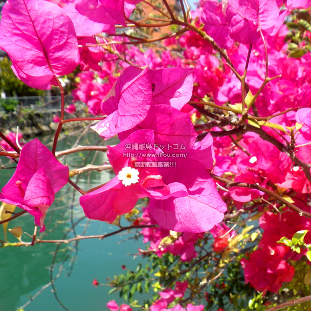 ���ꗣ���h�b�g�R���̃u�[�Q���r���A/�u�[�Q���r���A�̎ʐ^