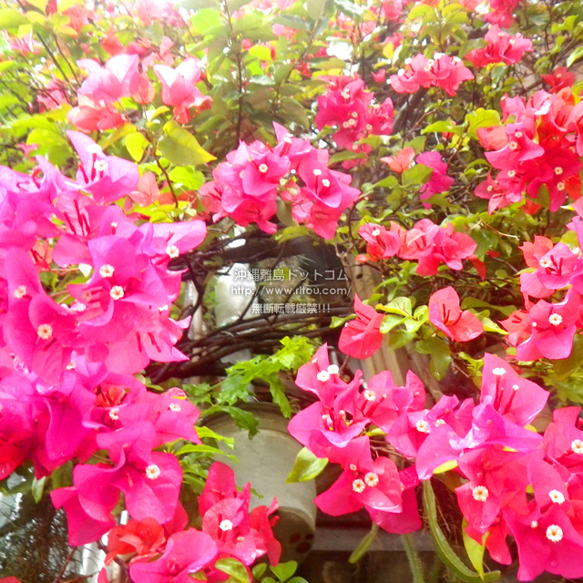 ���ꗣ���h�b�g�R���̃u�[�Q���r���A/�u�[�Q���r���A�̎ʐ^