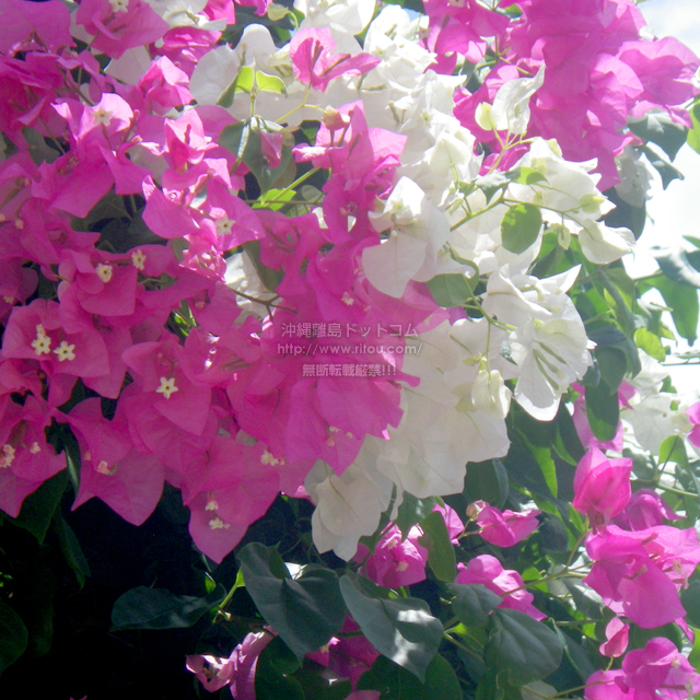 ���ꗣ���h�b�g�R���̃u�[�Q���r���A/�u�[�Q���r���A�̎ʐ^