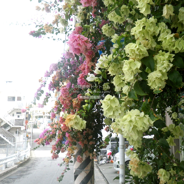 ���ꗣ���h�b�g�R���̃u�[�Q���r���A/�u�[�Q���r���A�̎ʐ^