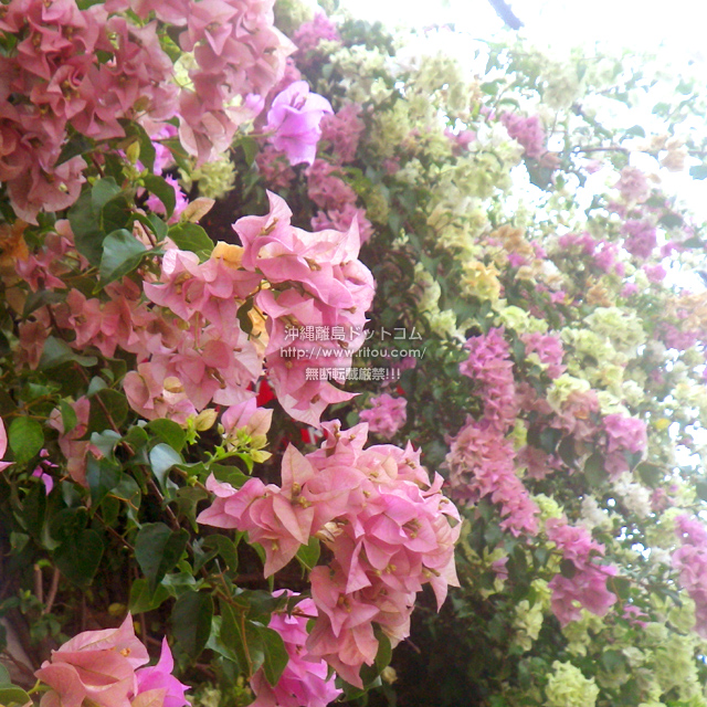 ���ꗣ���h�b�g�R���̃u�[�Q���r���A/�u�[�Q���r���A�̎ʐ^